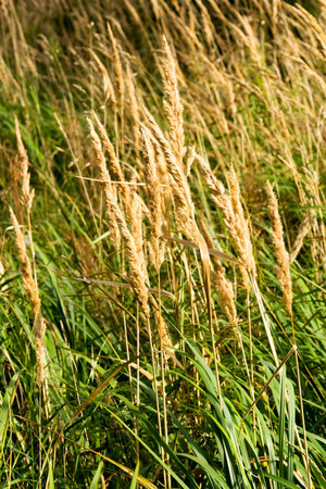 Horizontal shot of grain ready to harvest in between green grassの写真素材