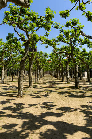 View to a sycamore alley in summerの写真素材