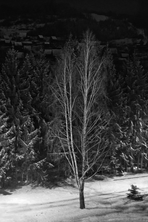 Photo illuminated birch tree in the winter nightの写真素材