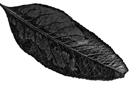 Leaf on a white background with a strong structureの写真素材