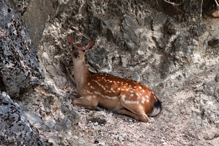 Photo of a young sika deer, lying on the rocksの写真素材