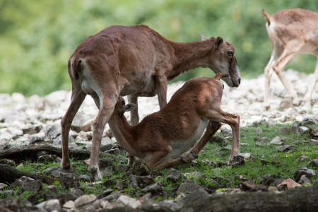 Photo of a young deer sucking milk from motherの写真素材