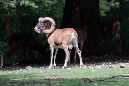 Photo mouflon herd grazing in the woods in the wildの写真素材