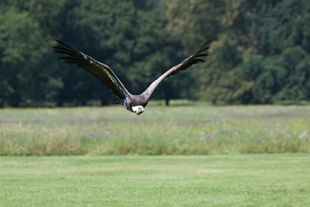 Photo vulture flying in the wild just above the grassy groundの写真素材