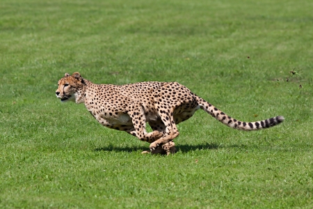 Photo cheetah running across the grass, while running rips up pieces of grassの写真素材
