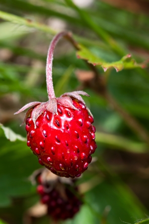 Closeup photo Wild strawberry in the wildの写真素材