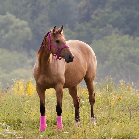 Brown quarter horse standing on meadow with pink harnessの写真素材