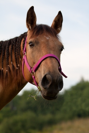 Portrait of a brown quarter horse with a pink harness and with pigtailsの写真素材