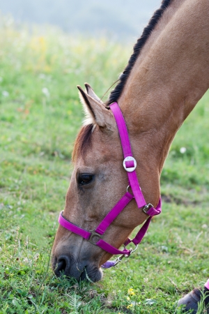 Portrait of a brown quarter horse with a pink harness grazeの写真素材