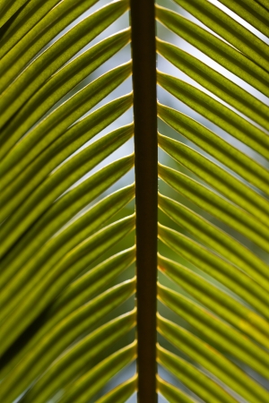 Closeup photo of palm leaf backlit with the structure of lettersの写真素材