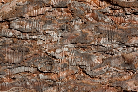 Closeup photo, abstract background, texture of bark old coniferの写真素材
