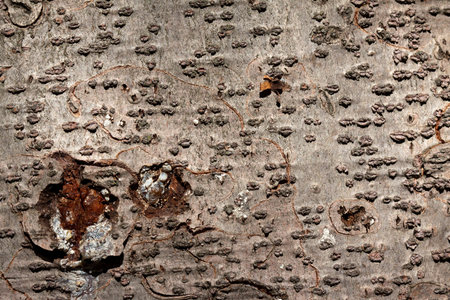 Closeup photo, abstract background, texture of bark old deciduous tree