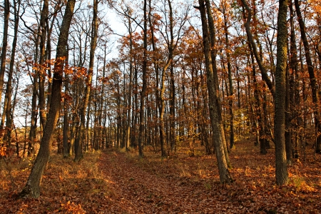 Autumn oak forest with fallen leaves and blue skyの写真素材