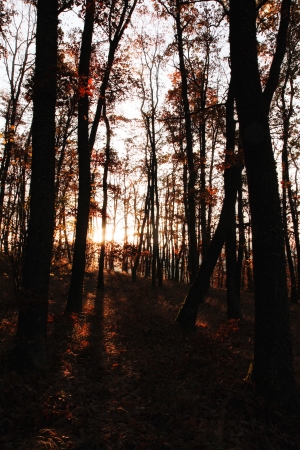 Autumn oak forest with the rising sunの写真素材