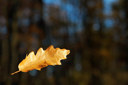 Falling autumn oak leaf in the foreground, blurred background on forest