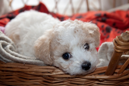 Bison young puppy lying in a basket and looking curiouslyの写真素材