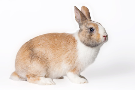 Small domestic ruddy-white rabbit with blue eyesの写真素材