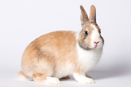 Small domestic ruddy-white rabbit with blue eyesの写真素材