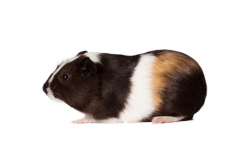 Macro portrait of small colored guinea pigの写真素材
