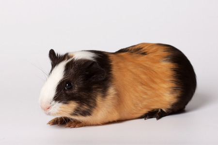 Macro portrait of small colored guinea pigの写真素材