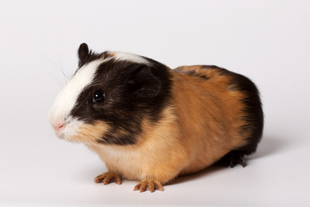 Macro portrait of small colored guinea pigの写真素材