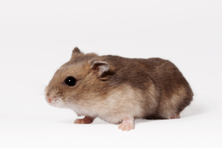 Brown hamster with white belly crawls on the groundの写真素材