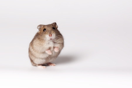 Brown hamster with white belly standing on hind legsの写真素材
