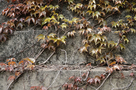 Old concrete wall overgrown with ivy greenの写真素材