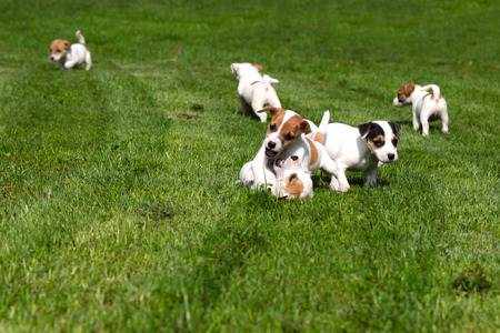 Beagle puppies chasing and playing on the grassの写真素材