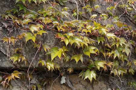 Old concrete wall overgrown with ivy greenの写真素材