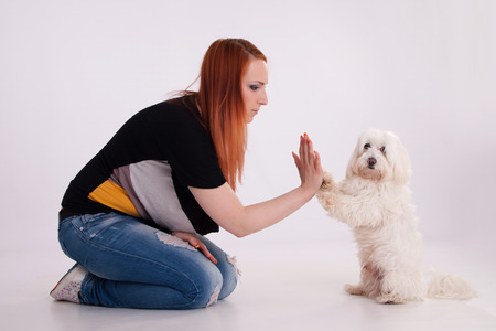 Young redhead woman with her white Maltese dog in studioの写真素材