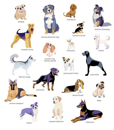 Vector illustration of dogs breed isolated on white backgroundのイラスト素材