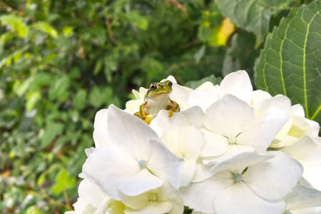 Frogs and hydrangeaの写真素材