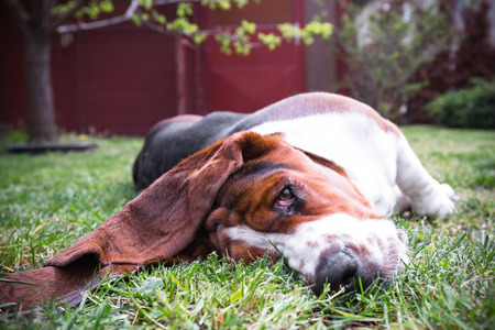 a young basset hound dogの写真素材
