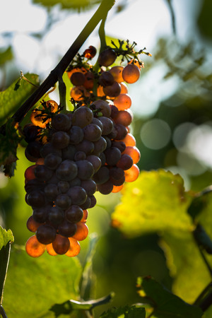 a mature bunch of grapes, before harvestの写真素材