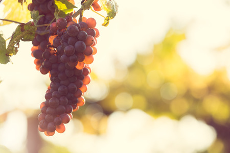 a mature bunch of grapes, before harvestの写真素材