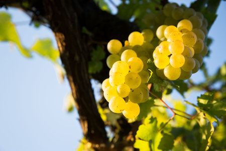 a mature bunch of grapes, before harvestの写真素材