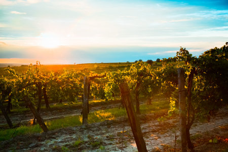 a grape land in sunset, in autumn