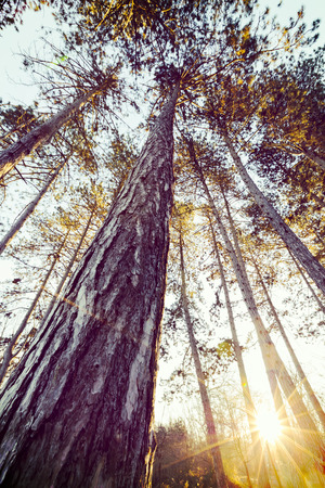 the foliages of trees from bottom-view, sunlightの写真素材