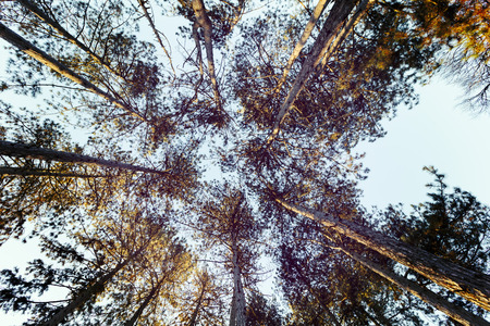 the foliages of trees from bottom-view, color effectの写真素材