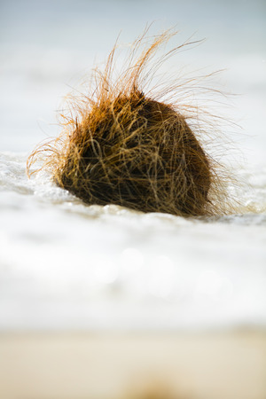 coconut on the beachの写真素材