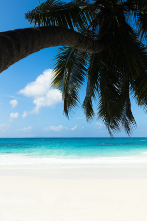a silhouette of palm trees on the beachの写真素材
