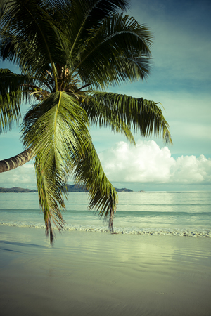 a palm tree in the beach, color effectの写真素材