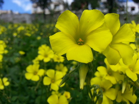 yellow flower closeup photoの写真素材