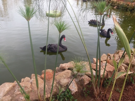 Gooseの写真素材