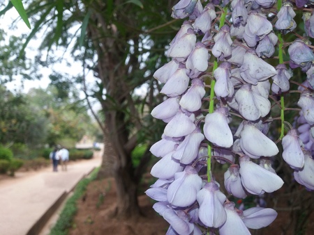 flowerの写真素材