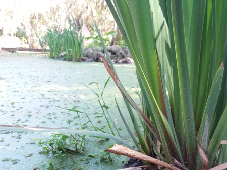 swampの写真素材