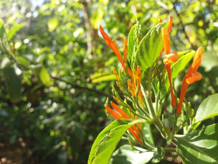 flowerの写真素材