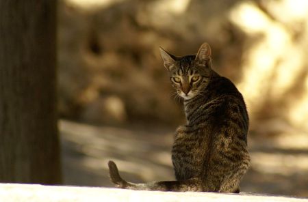 Cat looking suspicious in Lindos, Rhodes, Greeceの写真素材