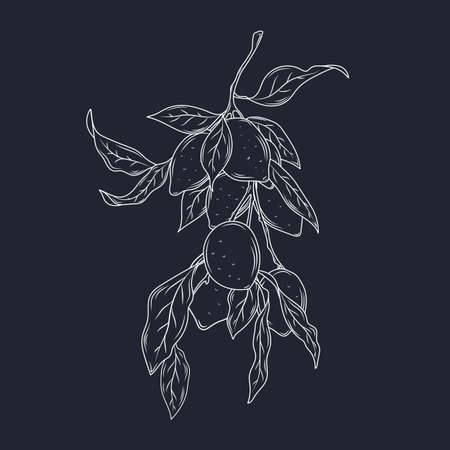 Lemons tree sketch vectorのイラスト素材